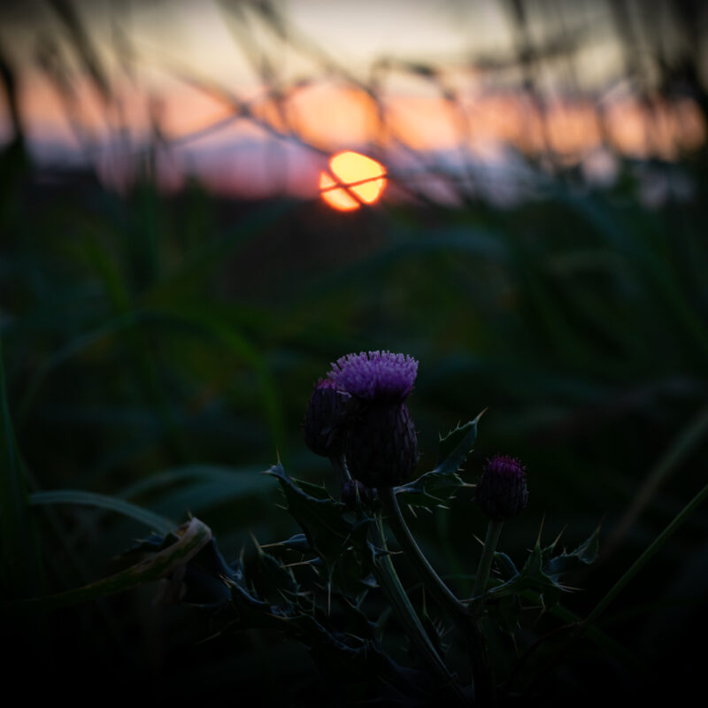 Bild zum Beitrag Distelblüte im Sonnenuntergang