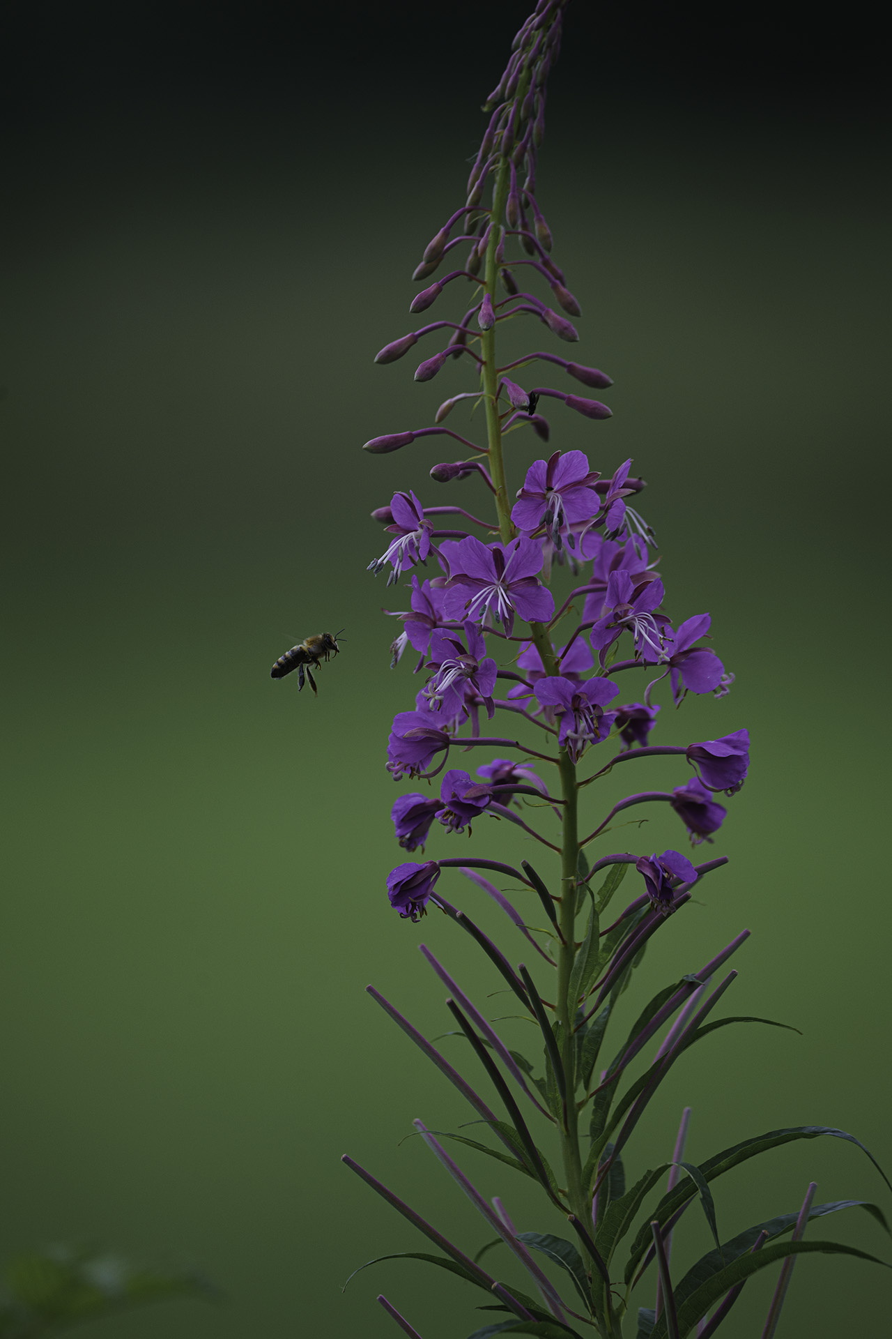Biene im Anflug auf Blüte © belichtet.net, Stephan Siemon