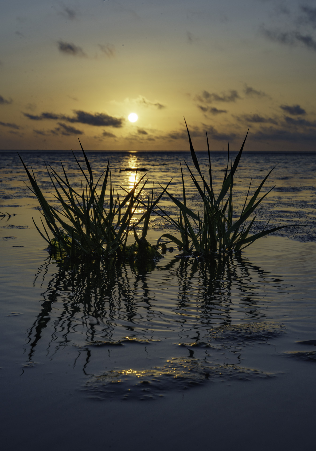 Sonnenuntergang im Wattenmeer mit Seegras im Vordergrund, Copyright Stephan Siemon © belichtet.net, Stephan Siemon