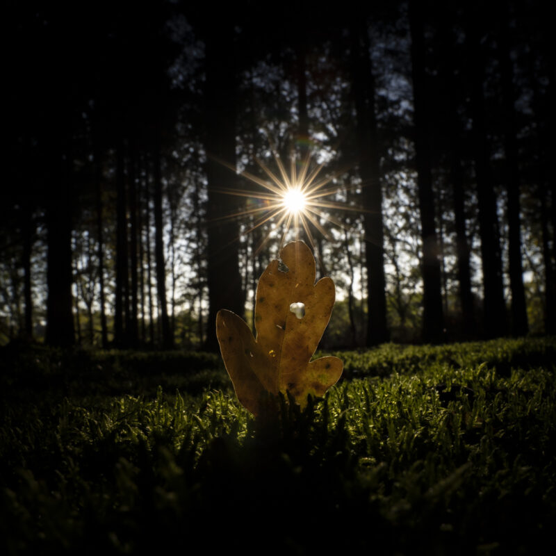 Bild zum Beitrag Licht- und Schattenspiel im Wald
