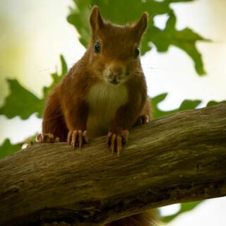 Gestern Nachmittag gab es Eichhörnchenalarm in der Großen Höhe. Über zehn Minuten wurde ich von diesem putzigen Kerlchen beobachtet.

#squirrel #squirrels #squirrellife #squirrelfriends #inthewoods #intheforest #forestwalk #animalphotography #wildlifefoto #wildanimals #naturephotography #echo_of_nature #naturefeeling #wildlifegermany #wildworld #eichhörnchen #eichhörnchenliebe #eichhörnchenfotografie #imwald #waldtiere #waldfotografie #indenbäumen #tierfoto #tierfotografie #wildetiere #naturliebhaber #wald #waldspaziergang #wildtierebeobachten #tierebeobachten 

Inspired by @daniconnorwild