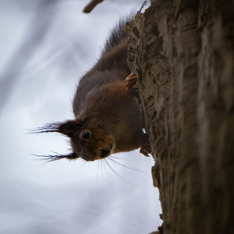 Bild zum Beitrag Eichhörnchen im Regen